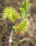 Salix hastata. Верхушка побега с мужскими соцветиями. Магаданская обл., окр. г. Магадан, низовья р. Магаданка, ивняк. 12.06.2018.