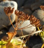 Ligusticum scoticum