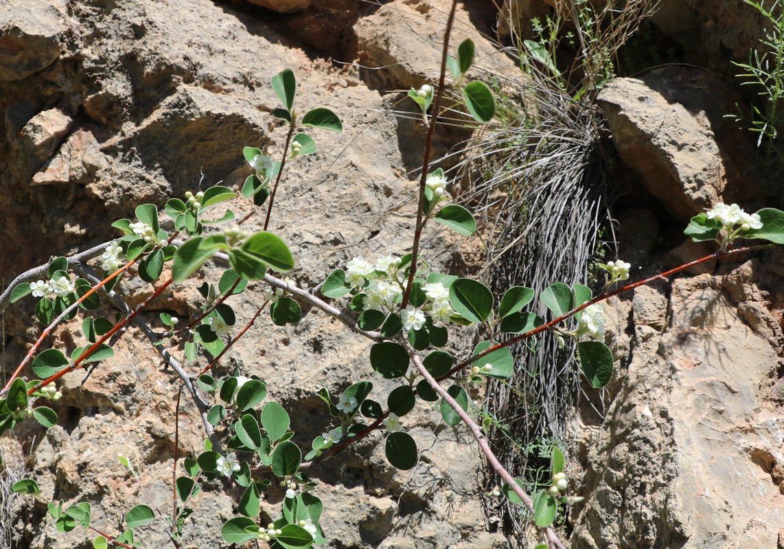 Image of genus Cotoneaster specimen.