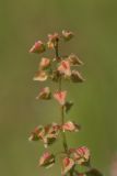 род Rumex. Верхушка соплодия. Узбекистан, Наманганская обл., Уйчинский р-н, окр. пос. Джидакапа, правый каменистый берег р. Нарын. 11.05.2019.