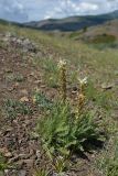 Pedicularis achilleifolia