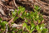 Arctostaphylos uva-ursi