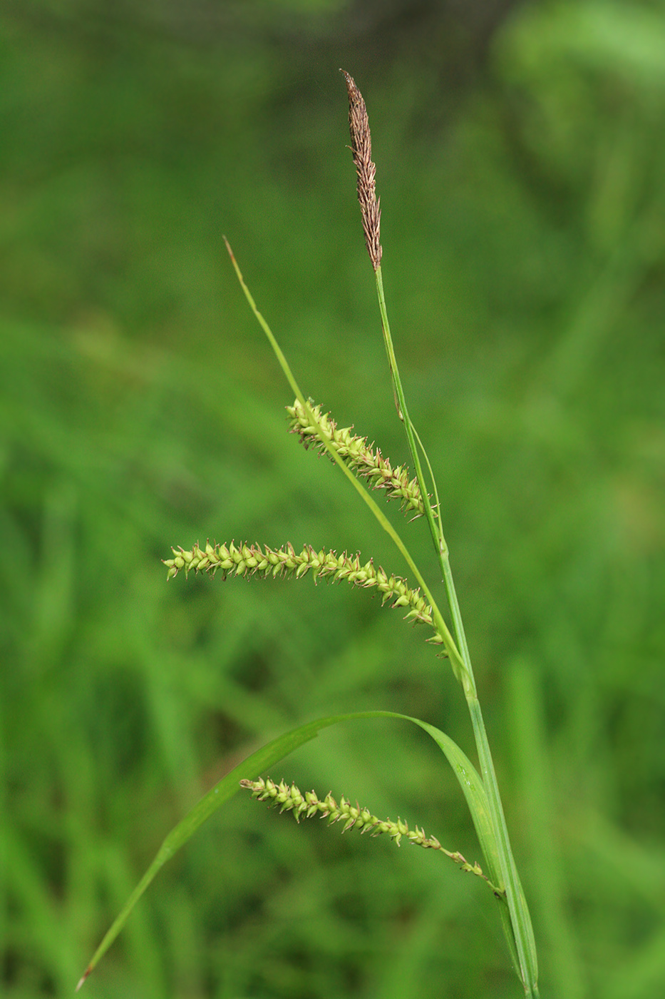 Image of Carex dispalata specimen.