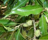 Quercus acutissima. Часть ветви с плодами. Краснодарский край, городской округ Сочи, Сочи-Центр, Сочинский дендрарий, в культуре. Июль 2020 г.