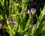 Limonium sinuatum. Верхушки побегов с соцветиями. Тверская обл., г. Тверь, Заволжский р-н, клумба возле многоэтажки. 12 сентября 2020 г.