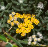 Achillea wilhelmsii