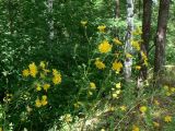 Crepis tectorum