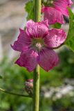 Alcea rosea