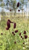 Sanguisorba officinalis