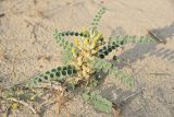 Astragalus lehmannianus