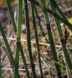 Equisetum hyemale