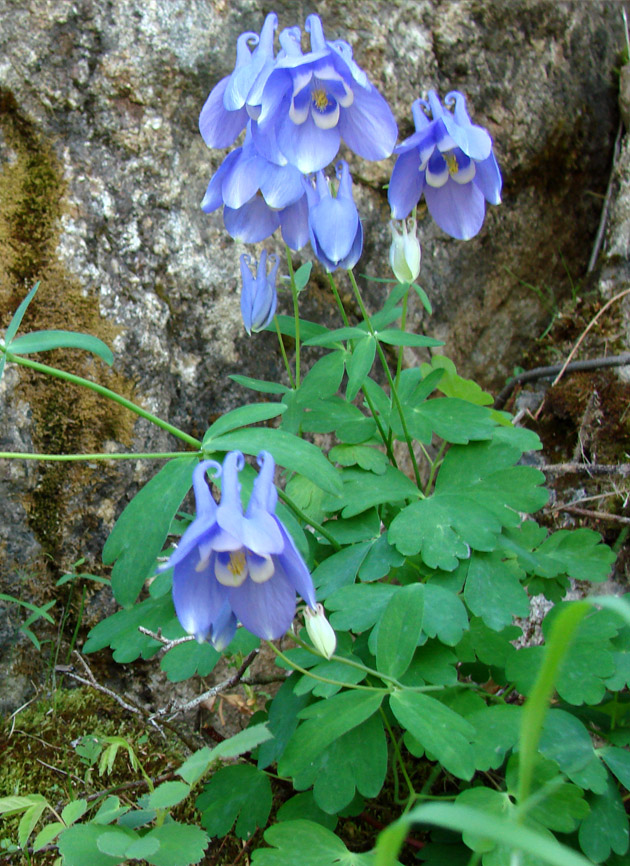 Изображение особи Aquilegia amurensis.