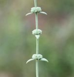 Micromeria myrtifolia