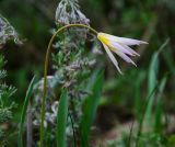 Tulipa biebersteiniana. Верхушка доцветающего растения. Челябинская обл., Кизильский р-н, Богдановское сельское поселение, окр. пос. Каменка, долина р. Каменка, склон прибрежного скальника, степь. 7 мая 2023 г.