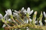 Lysimachia clethroides. Часть соцветия с кормящимся долгоносиком. Приморский край, Шкотовский р-н, пос. Подъяпольск, вершина приморской сопки, просека в широколиственном лесу. 07.07.2023.