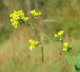 Brassica nigra