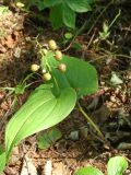 Maianthemum bifolium