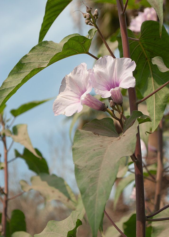 Изображение особи Ipomoea carnea.