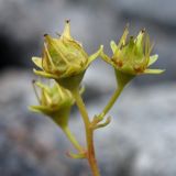 Saxifraga aizoides. Соплодие. Кольский п-ов, Хибины, долина р. Вудъяврйок, прибрежный галечник. 09.08.2010.