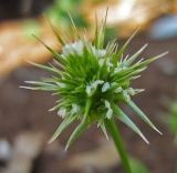 Echinaria capitata