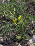 Astragalus wolgensis