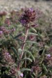 Thymus tauricus