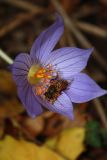 Crocus speciosus