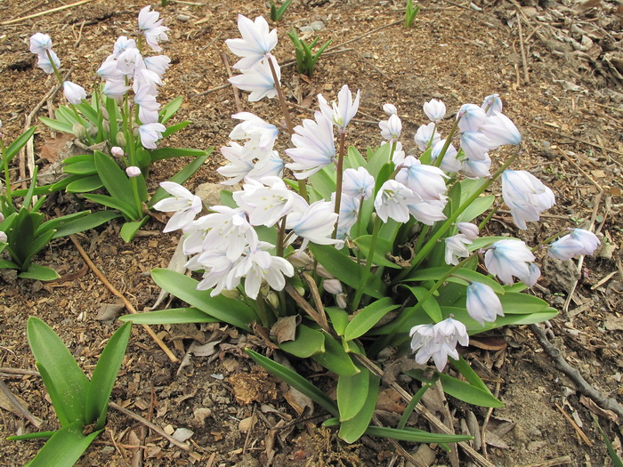 Image of Scilla mischtschenkoana specimen.