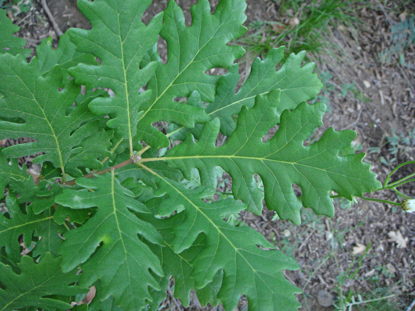 Изображение особи Quercus petraea.