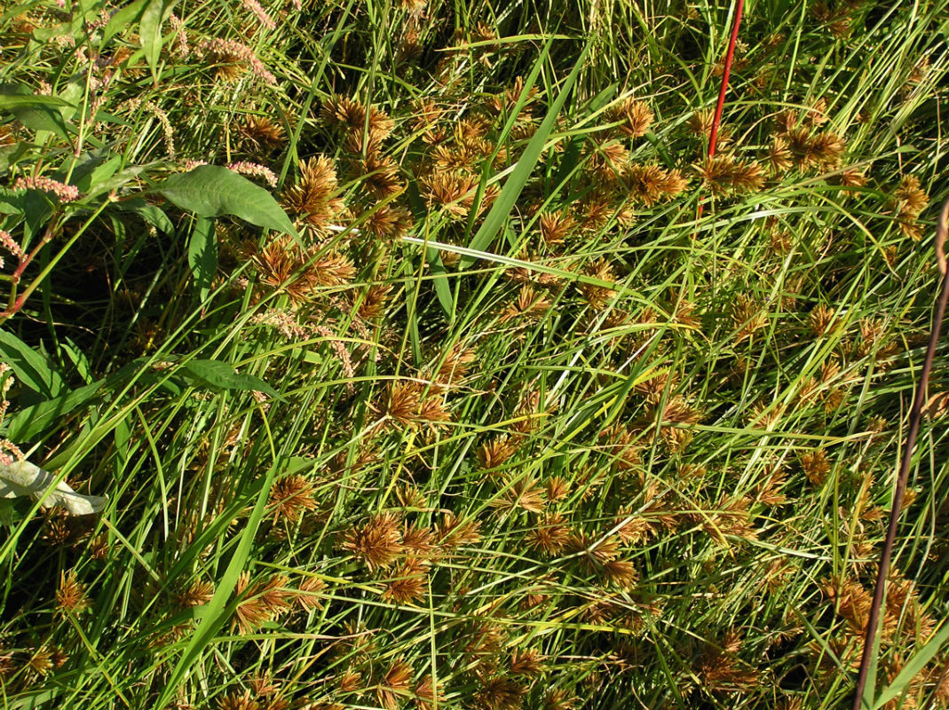 Изображение особи Cyperus glomeratus.