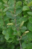 Betula ovalifolia. Часть ветви кустарника с соплодиями. Приморье, окр. пос. Терней, озеро Японское. 15.08.2012.