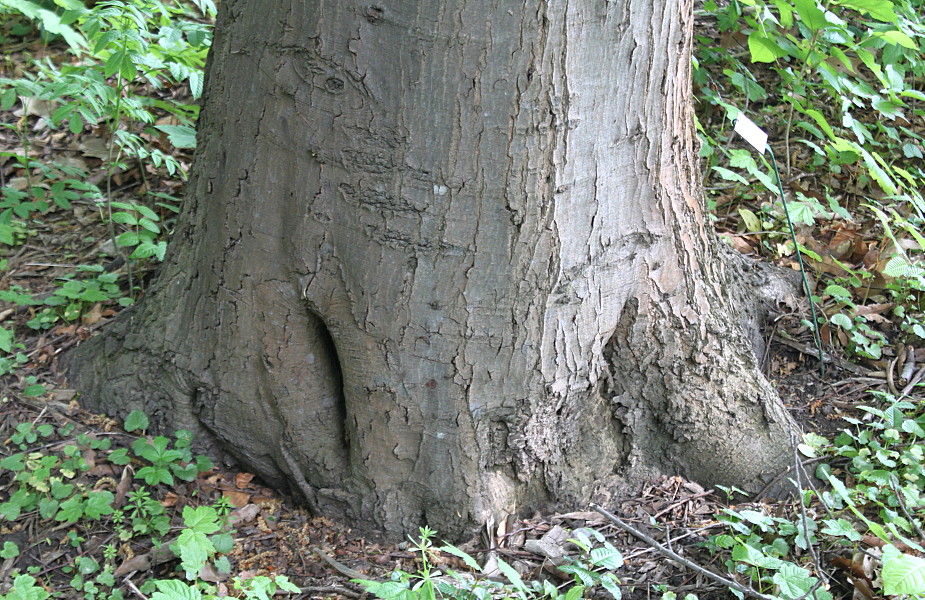 Изображение особи Quercus phellos.