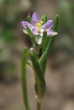 Spergularia marina