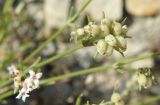 Asperula supina. Побег с плодами. Черноморское побережье Кавказа, щель Прасковеевская, осыпь. 24.08.2013.