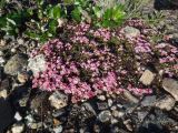 Loiseleuria procumbens