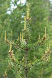 Pinus sylvestris