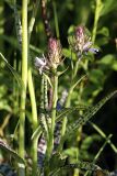 Dactylorhiza fuchsii