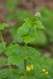 род Valeriana