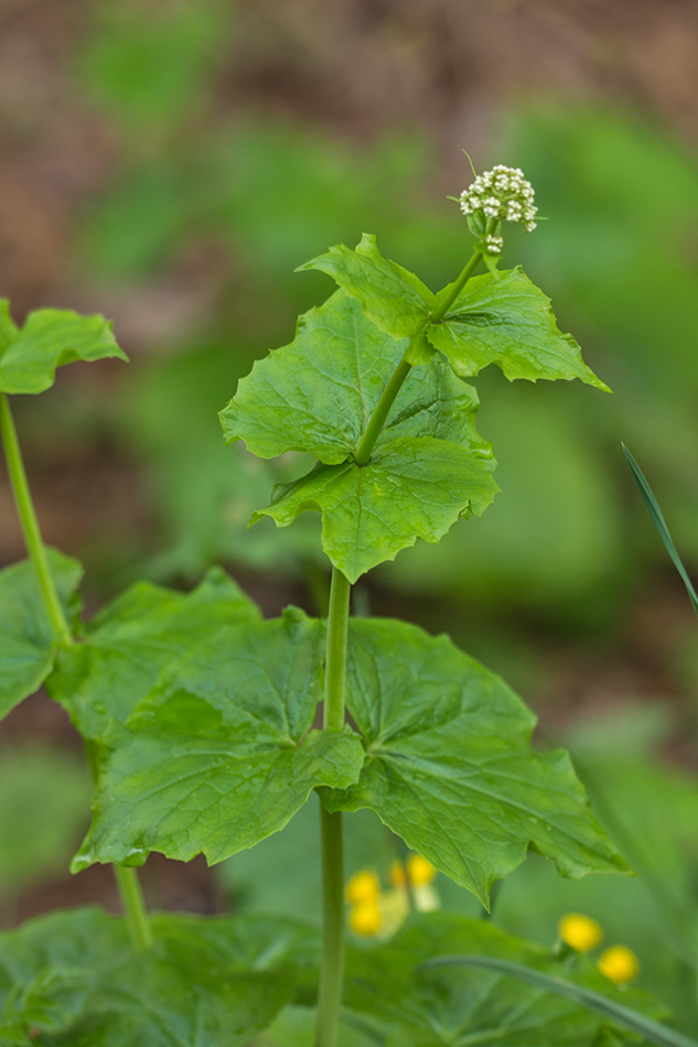 Изображение особи род Valeriana.