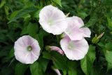 Calystegia spectabilis. Цветки. Московская обл., Истринский р-н, Павловская Слобода. 16.07.2007.