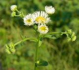 Erigeron annuus. Верхушка цветущего растения. Республика Абхазия, Новый Афон, опушка зарослей на склоне горы. Август 2014 г.