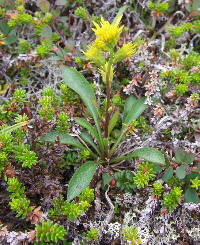 Изображение особи Solidago virgaurea ssp. lapponica.