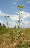 Hieracium umbellatum