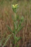 Helianthemum lasiocarpum. Верхняя часть цветущего растения. Крым, окр. Балаклавы, поляны в р-не перевала Аскети. 31 мая 2015 г.