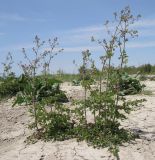 Thalictrum minus. Зацветающие растения в сообществе с Rindera tetraspis. Краснодарский край, м/о Анапа, окр. пос. Супсех, приморский обрывистый песчано-глинистый склон. 16.05.2015.