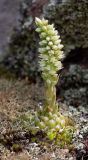 Orostachys spinosa