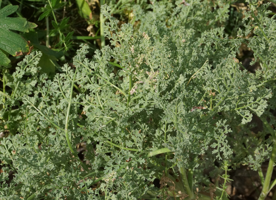 Изображение особи Ferula caspica.