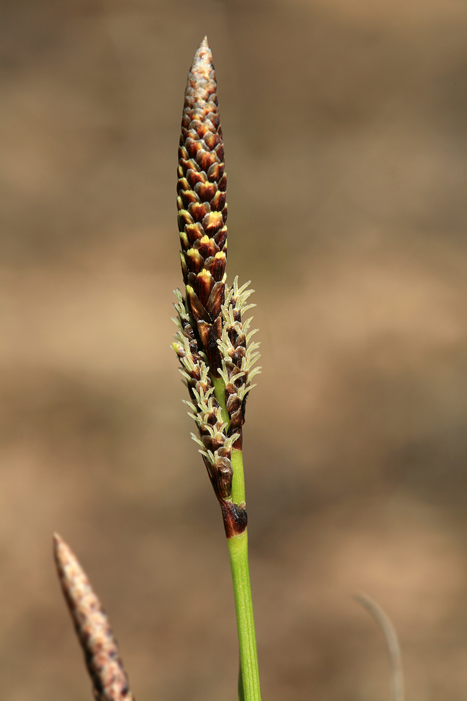 Изображение особи Carex ericetorum.