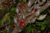 Hakea orthorrhyncha