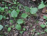 Rumex obtusifolius